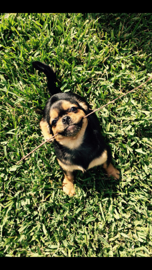 Photo of Abu
