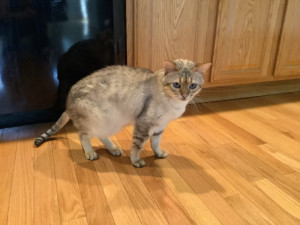 Photo of Buddy
