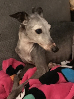 Photo of Phoenix