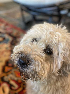 Photo of Chewy 