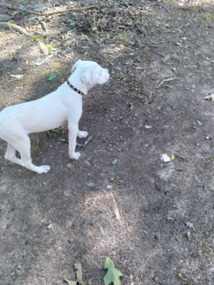 Photo of Spot