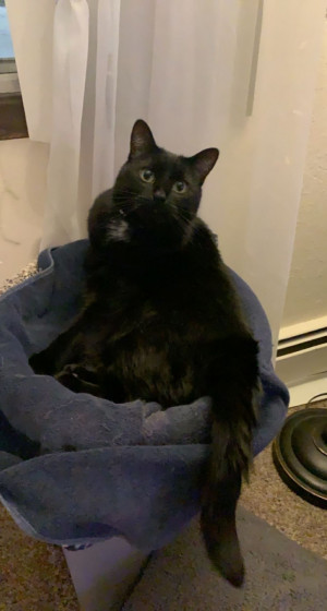 Photo of Dahlia