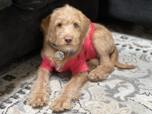 Photo of Bear