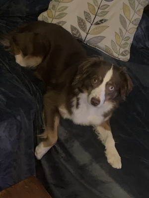 Photo of Riley 