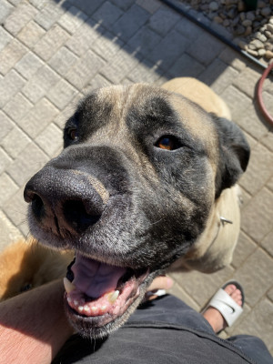 Photo of Ruger