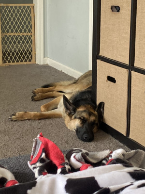 Photo of Ruby