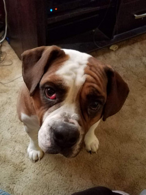 Photo of BUBBA