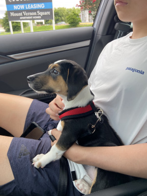 Photo of Toby
