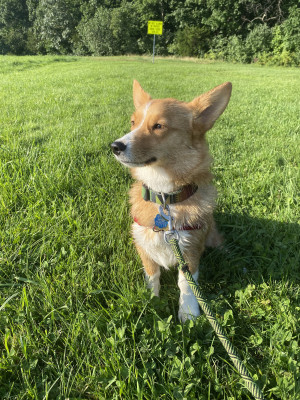 Photo of Joey