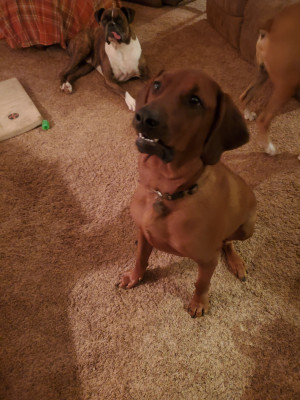 Photo of Chance