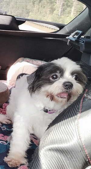 Photo of Missy