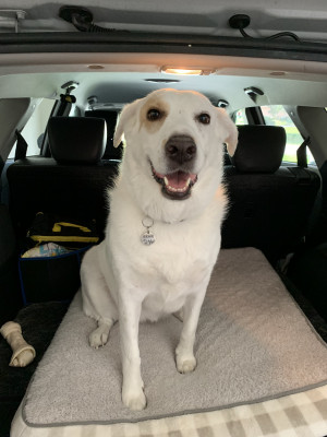 Photo of Bear