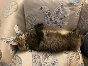 Photo of Sherlock