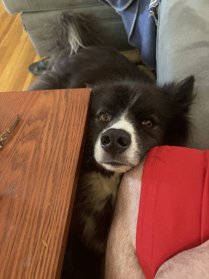 Photo of Mako