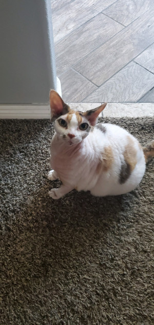 Photo of Mini And Dagger
