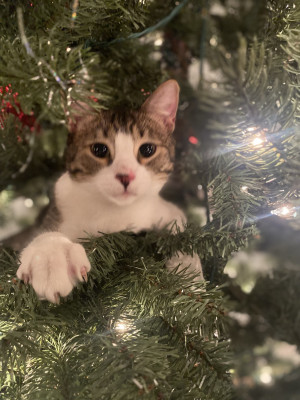 Photo of Bean