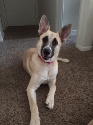 Photo of Ghost