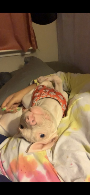 Photo of Rosie