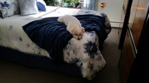 Photo of Meeka