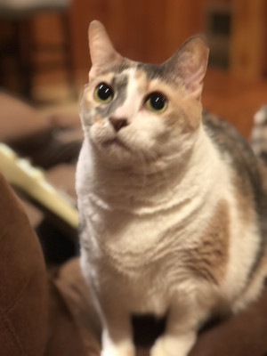 Photo of Cinnamon 
