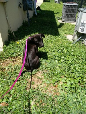 Photo of Bagheera