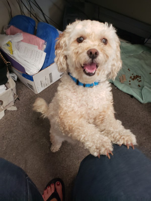 Photo of Smookie