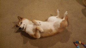 Photo of Sensei