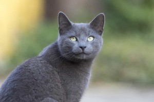 Photo of Test Pet Do Not Apply