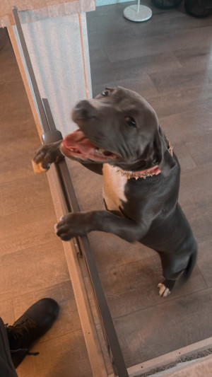 Photo of Bella