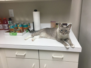Photo of Zuzu