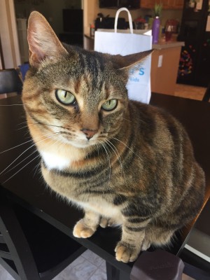 Photo of Sweet Pea