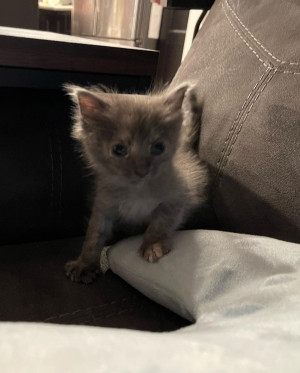 Photo of Changa
