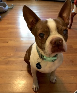Photo of Barney