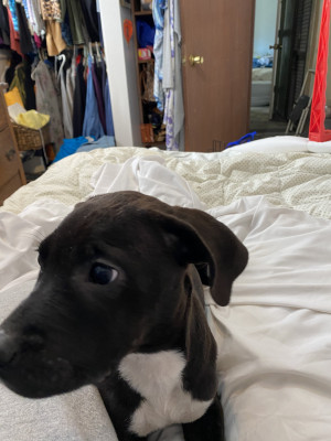 Photo of Poppy