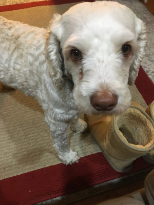 Photo of Duke