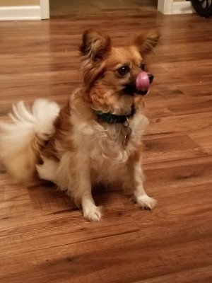 Photo of Belle