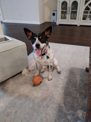 Photo of Daisy 