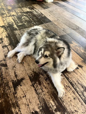 Photo of Axel