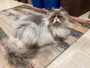 Photo of Teddy
