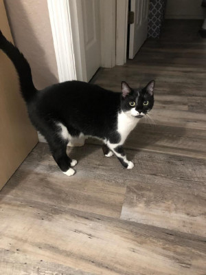 Photo of Olive
