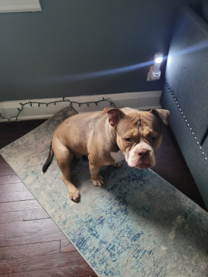 Photo of Snickerdo