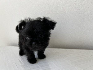 Photo of No Name Yet