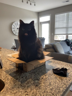 Photo of Zorro 