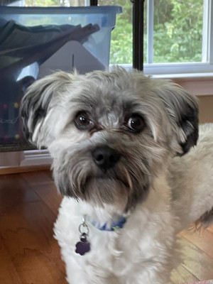 Photo of Oscar