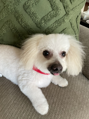 Photo of Honey 