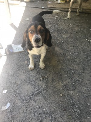 Photo of Copper