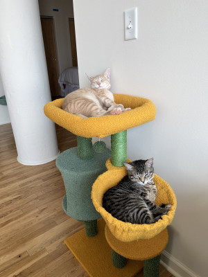 Photo of Cleo & Elliot 