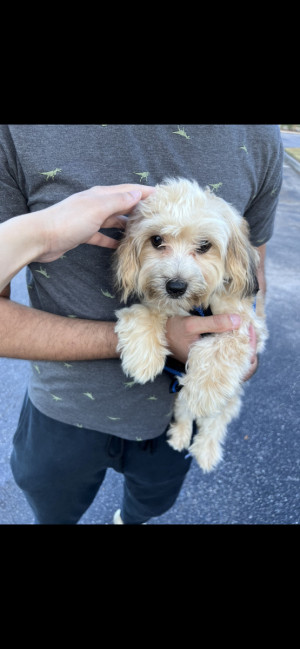 Photo of Simba 