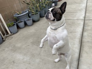 Photo of Rocky