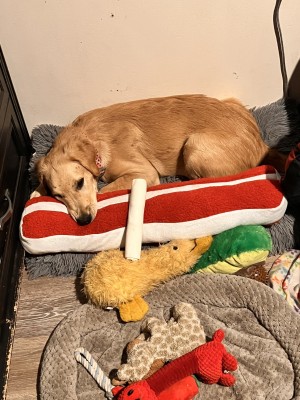 Photo of Nala 